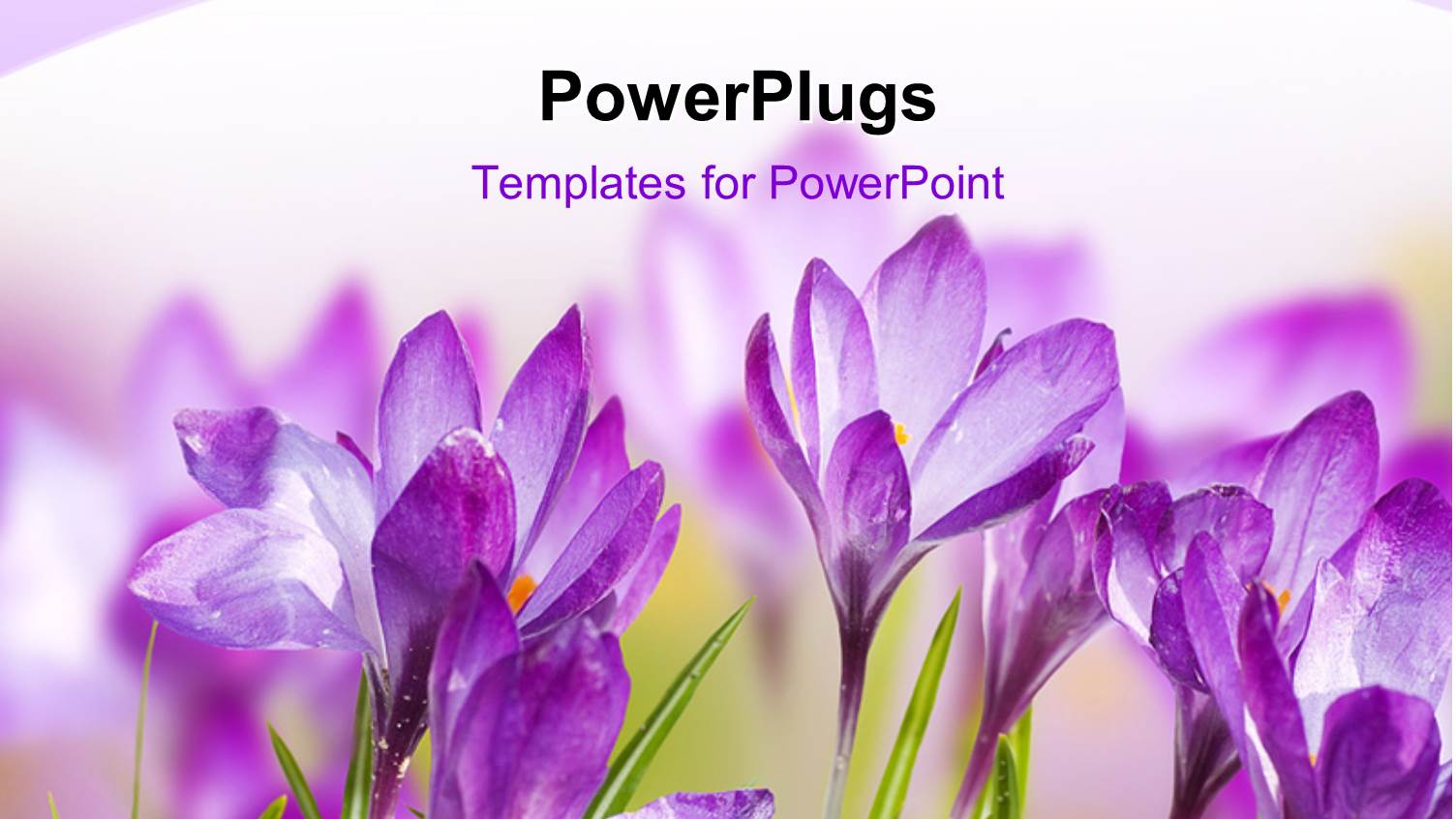 a Number of Purple Flowers with White Background