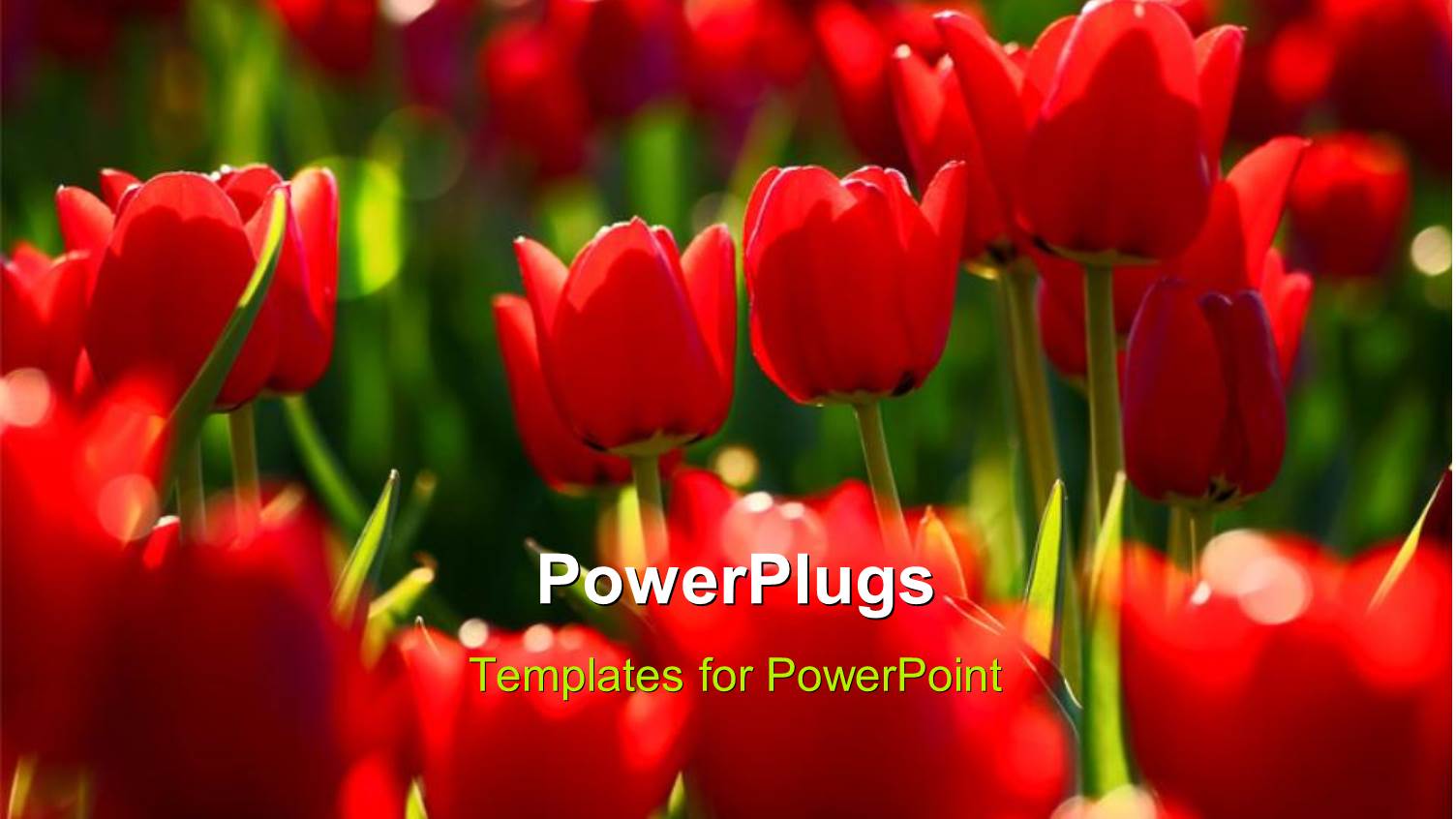 a Number of Red Flowers with Blurr Background