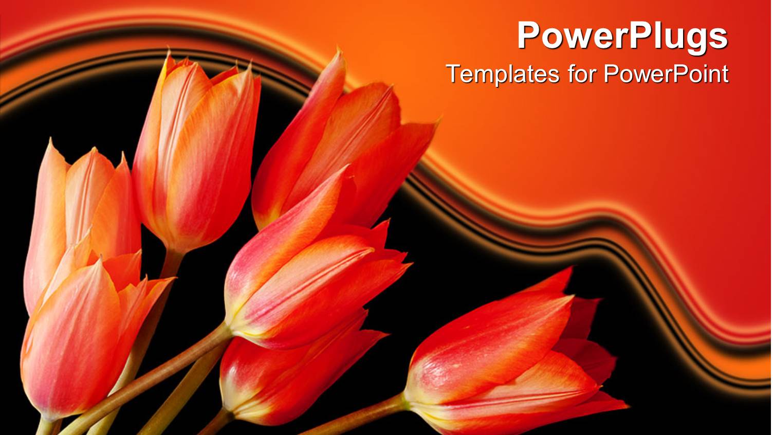 a Number of Red Tulips with Orange Background
