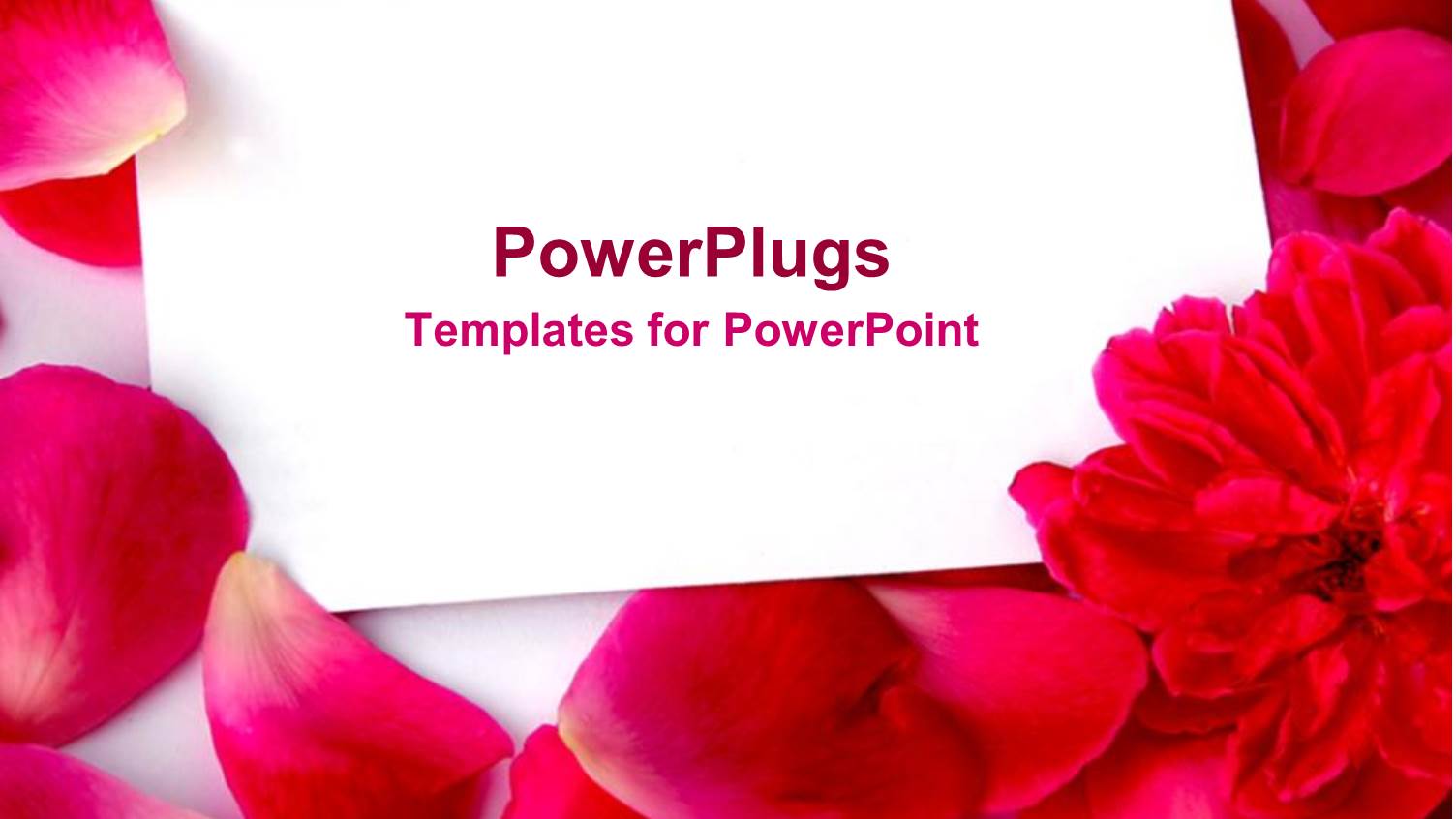 a Number of Rose Petals with a Page