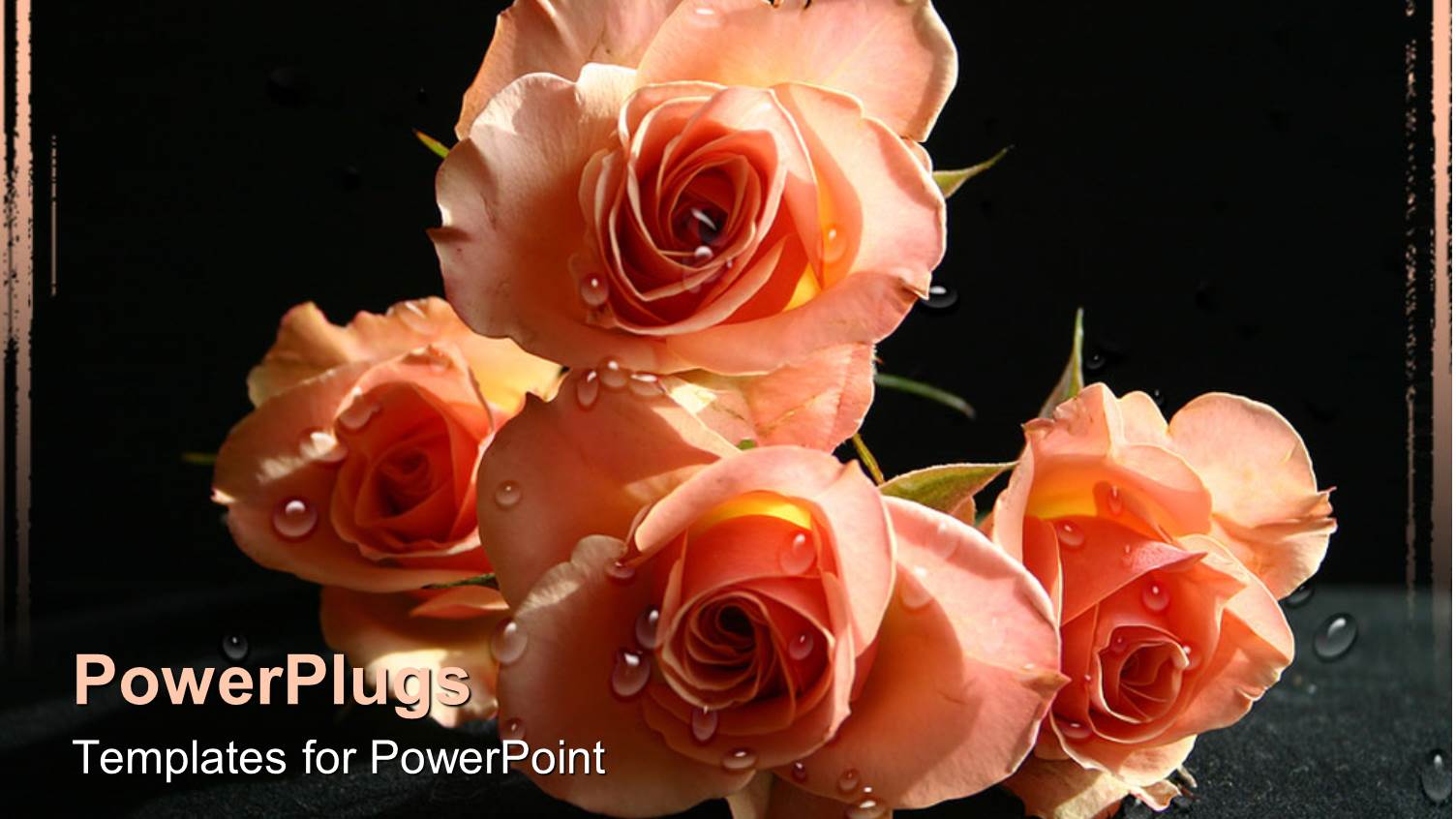 a Number of Roses with Blackish Background