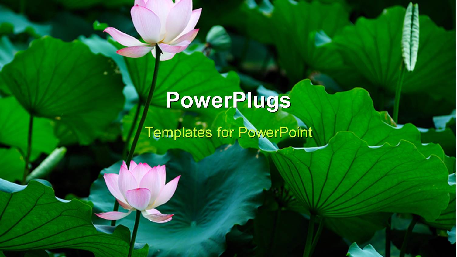 a Number of Roses with Greenery in the Background