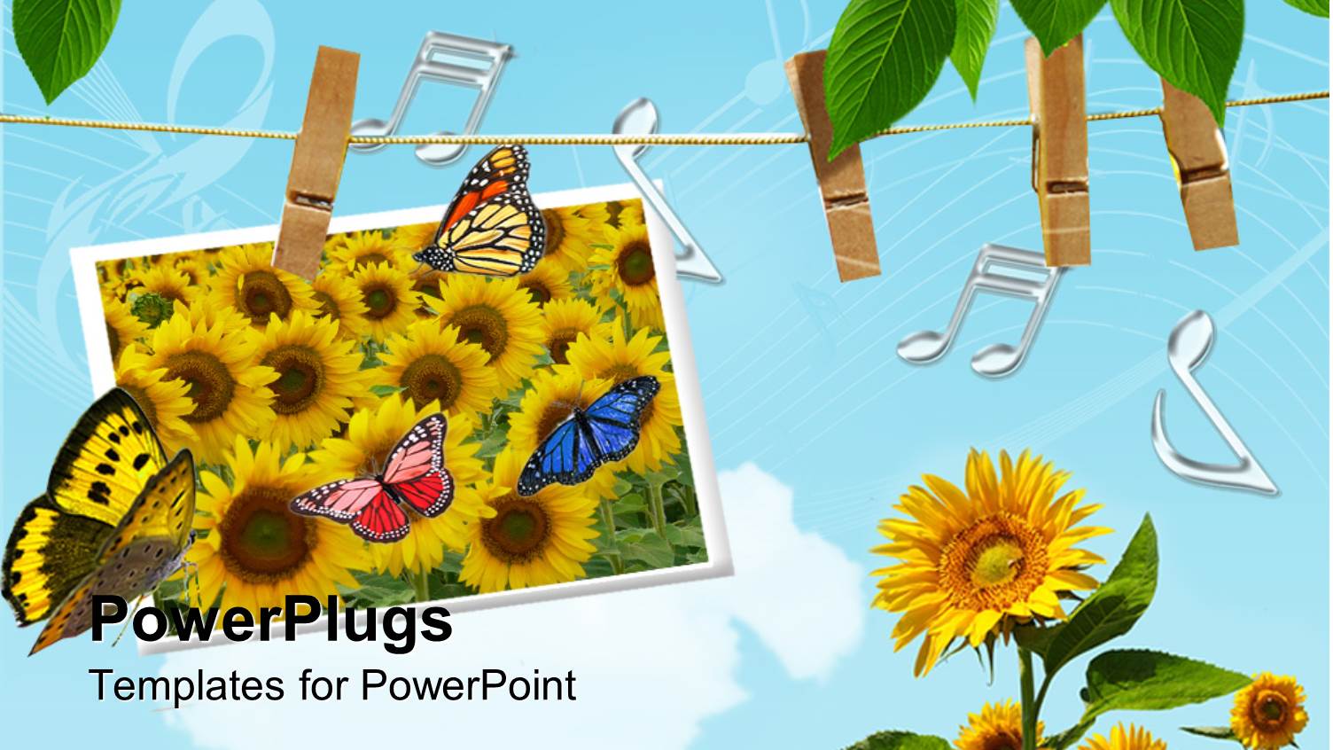 a Number of Sunflowers with Blue Sky in the Background