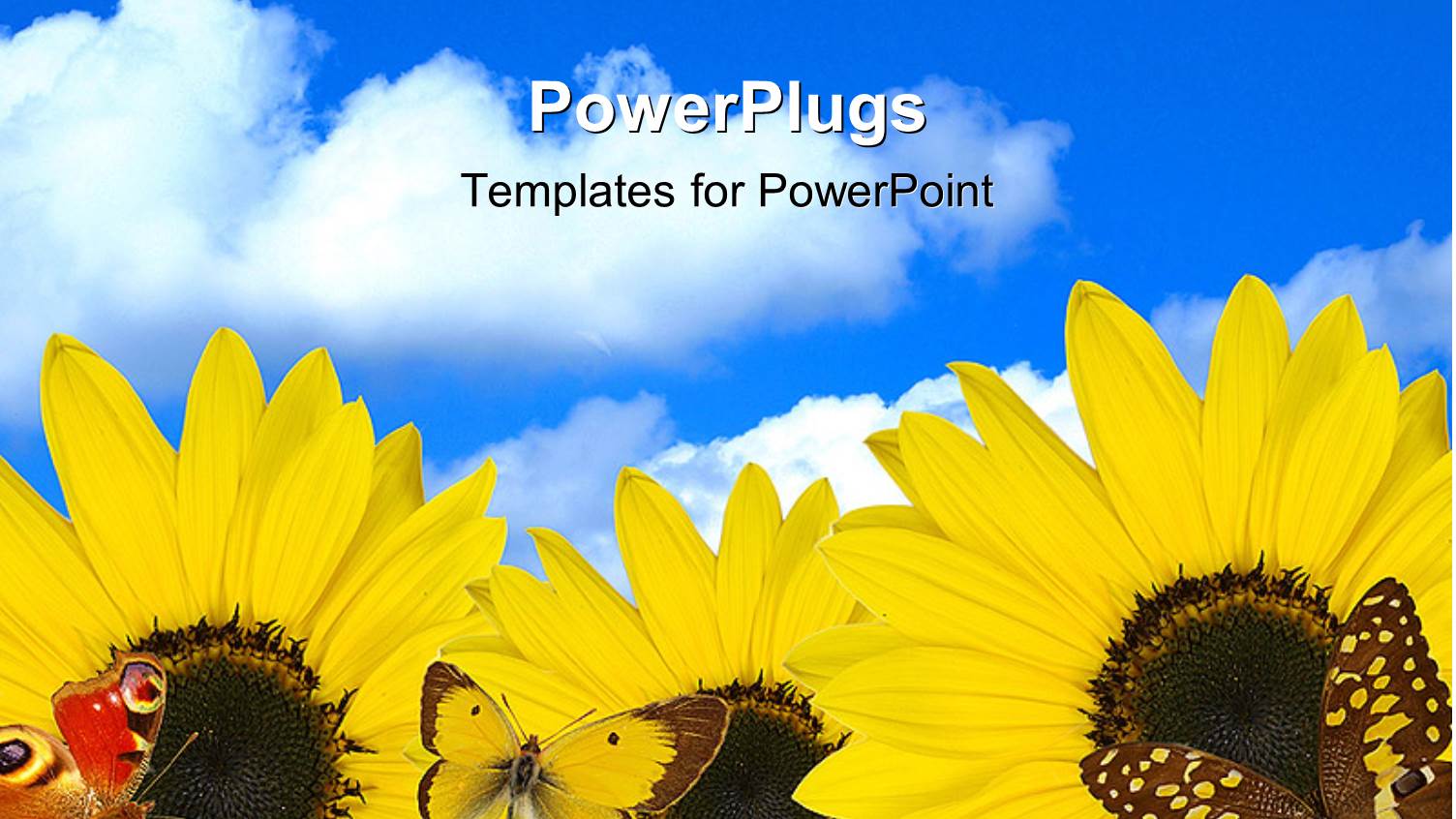 a Number of Sunflowers with Clouds in the Background