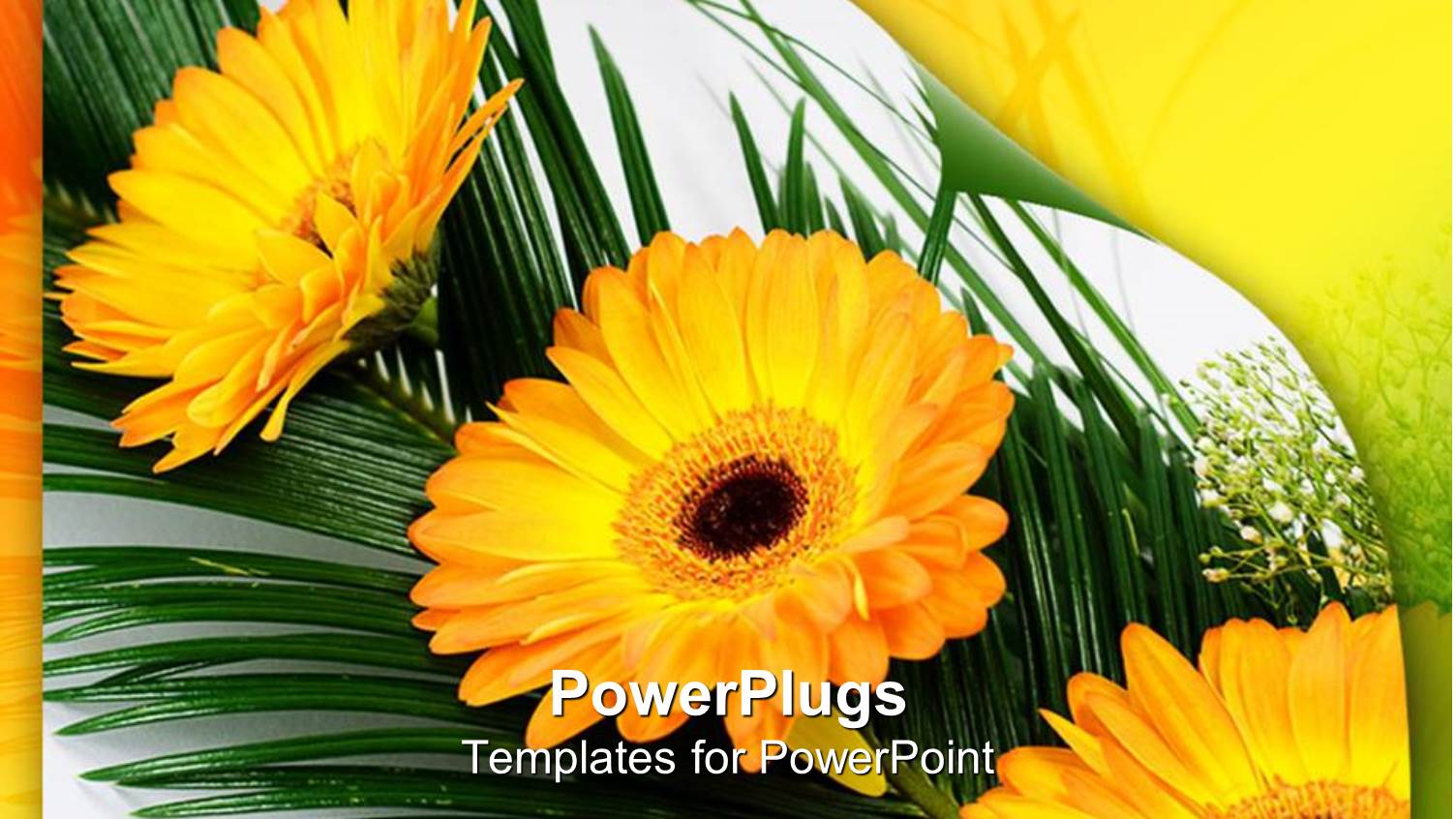 a Number of Sunflowers with Leaves in the Background