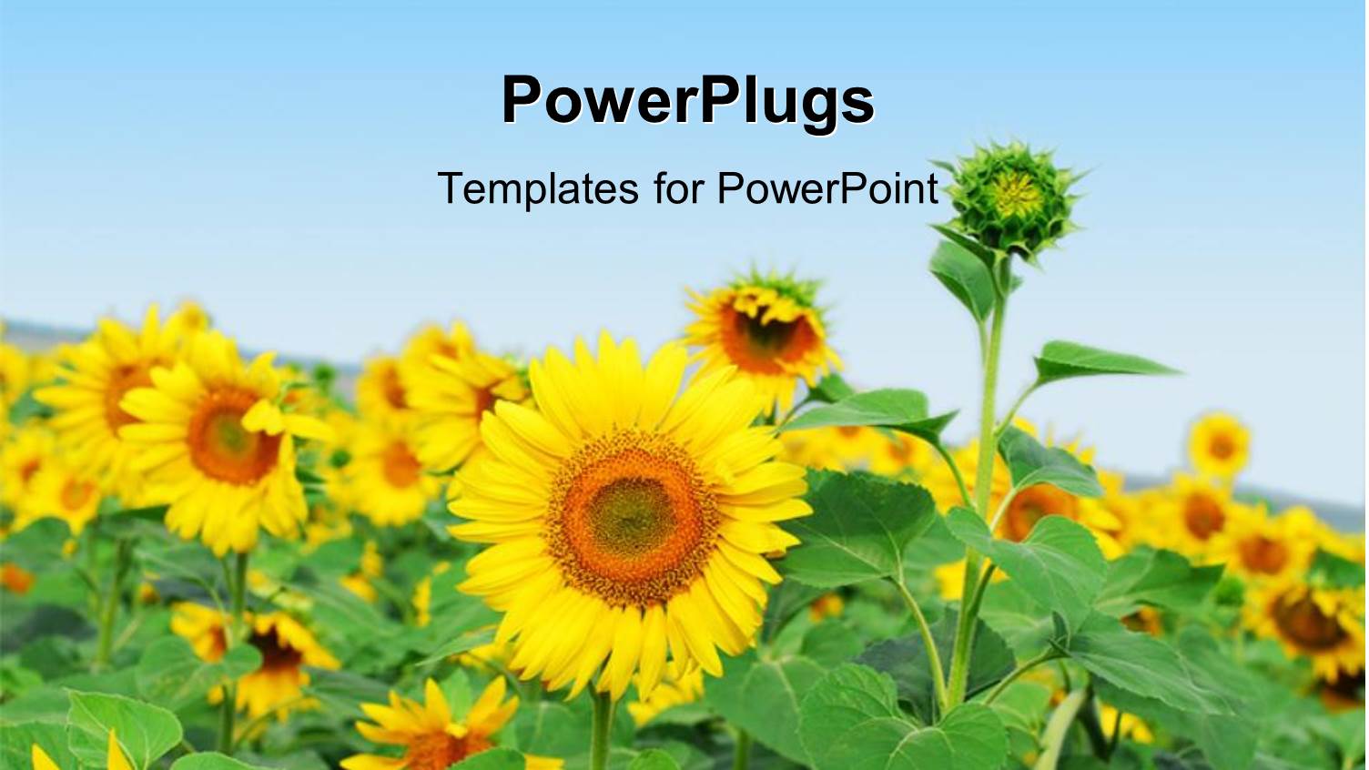 a Number of Sunflowers with  Sky in the Background