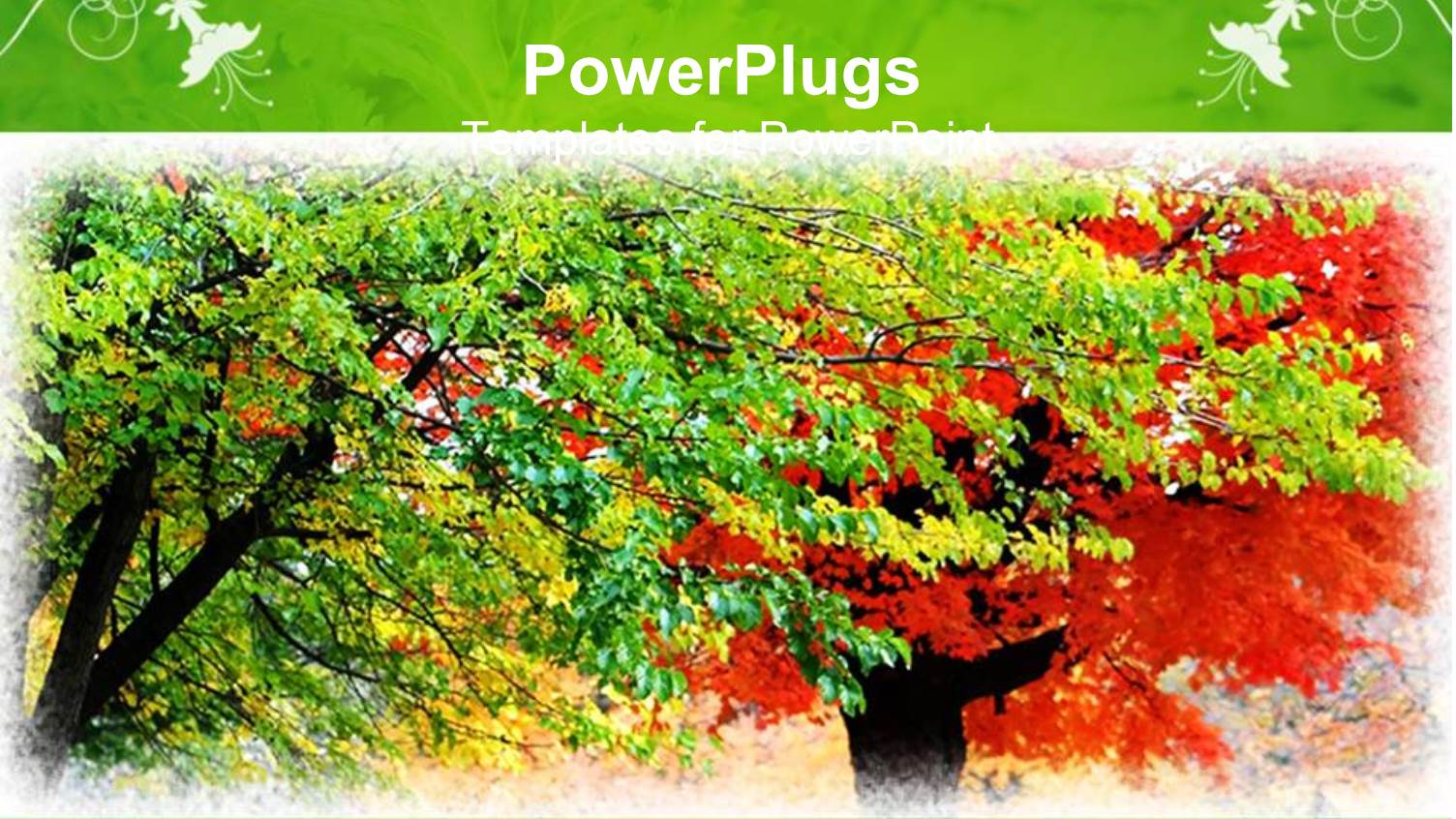 a Number of Trees Blossoming with White Frame