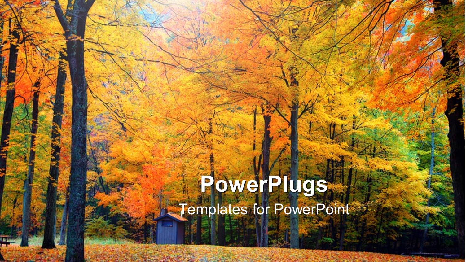 a Number of Trees in a Forest with Sky in the Background