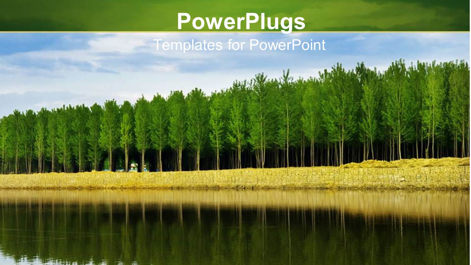 a Number of Trees with their Reflection in the Water