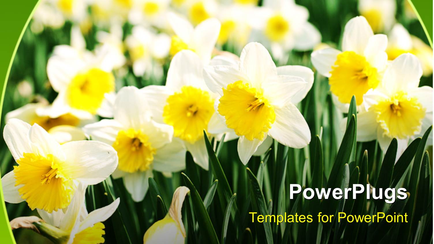 a Number of White Flowers with a Lot of Flowers in the Background