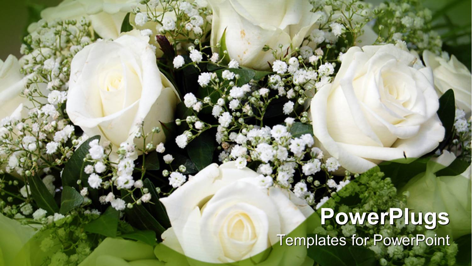 a Number of White Roses with Green Background