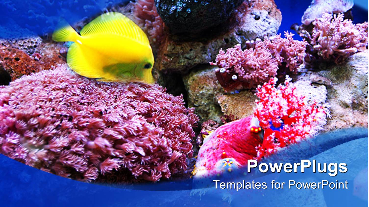 an Ocean with Fish and Plants in it Showing Sea Life