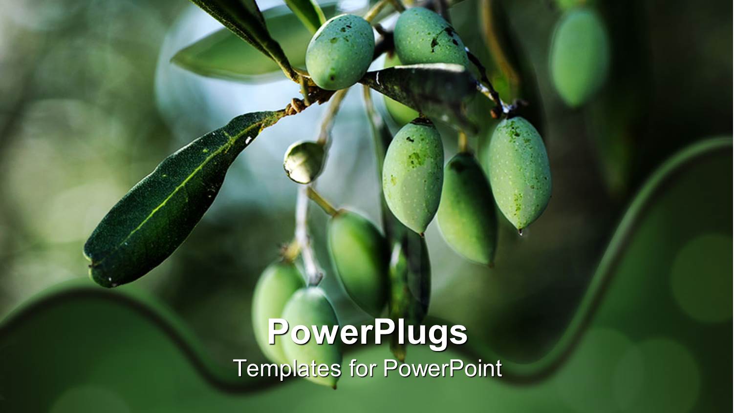 Olive Branch with Green Unripe Olives in Blurred Background