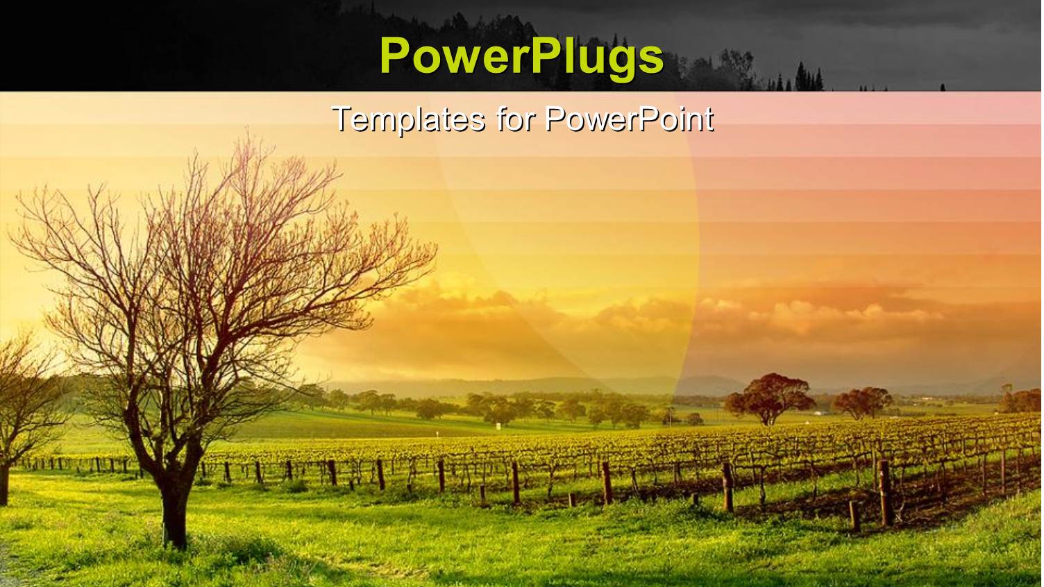 an Open Grass Field with a Dried Up Trees