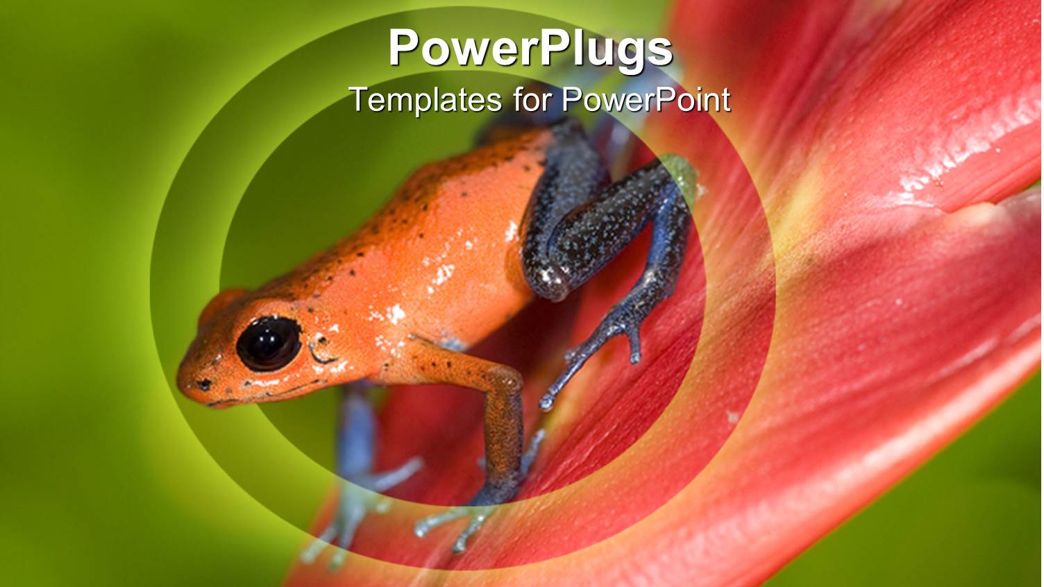 Orange and Black Salamander on a Red Flower Blade