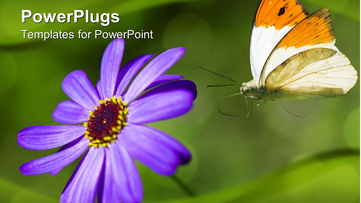 Orange and White Butterfly Landing on Purple Flower