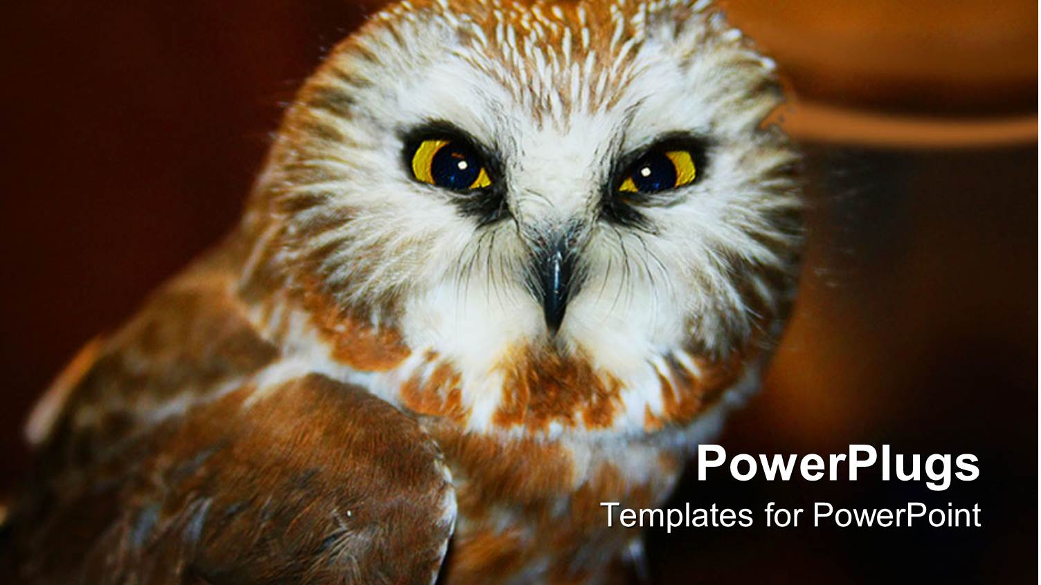 Owl Watching Directly into Focus on Faded Dark Brown Background