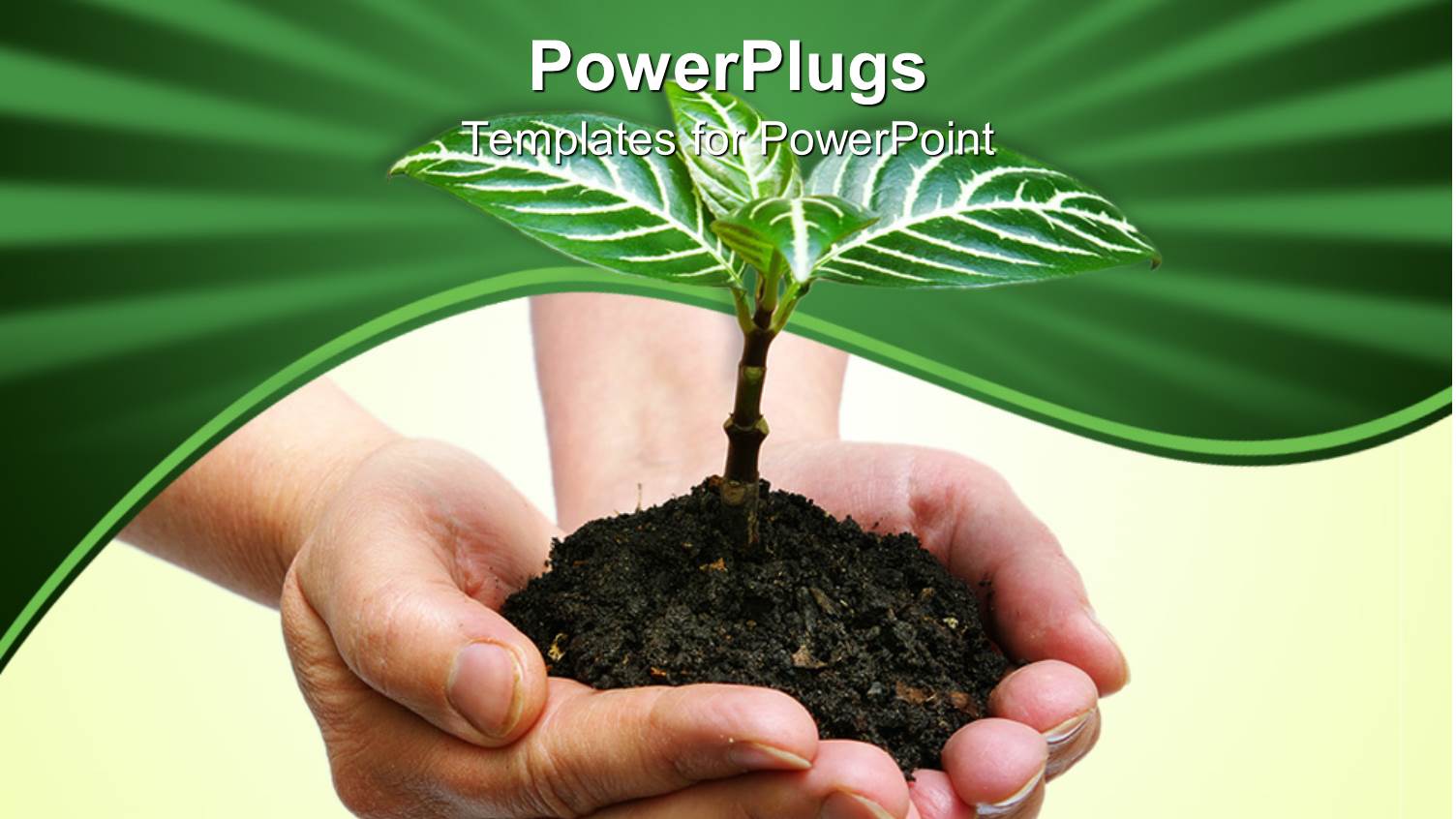 a Pair of Hands Holding a small Plant with Green Background