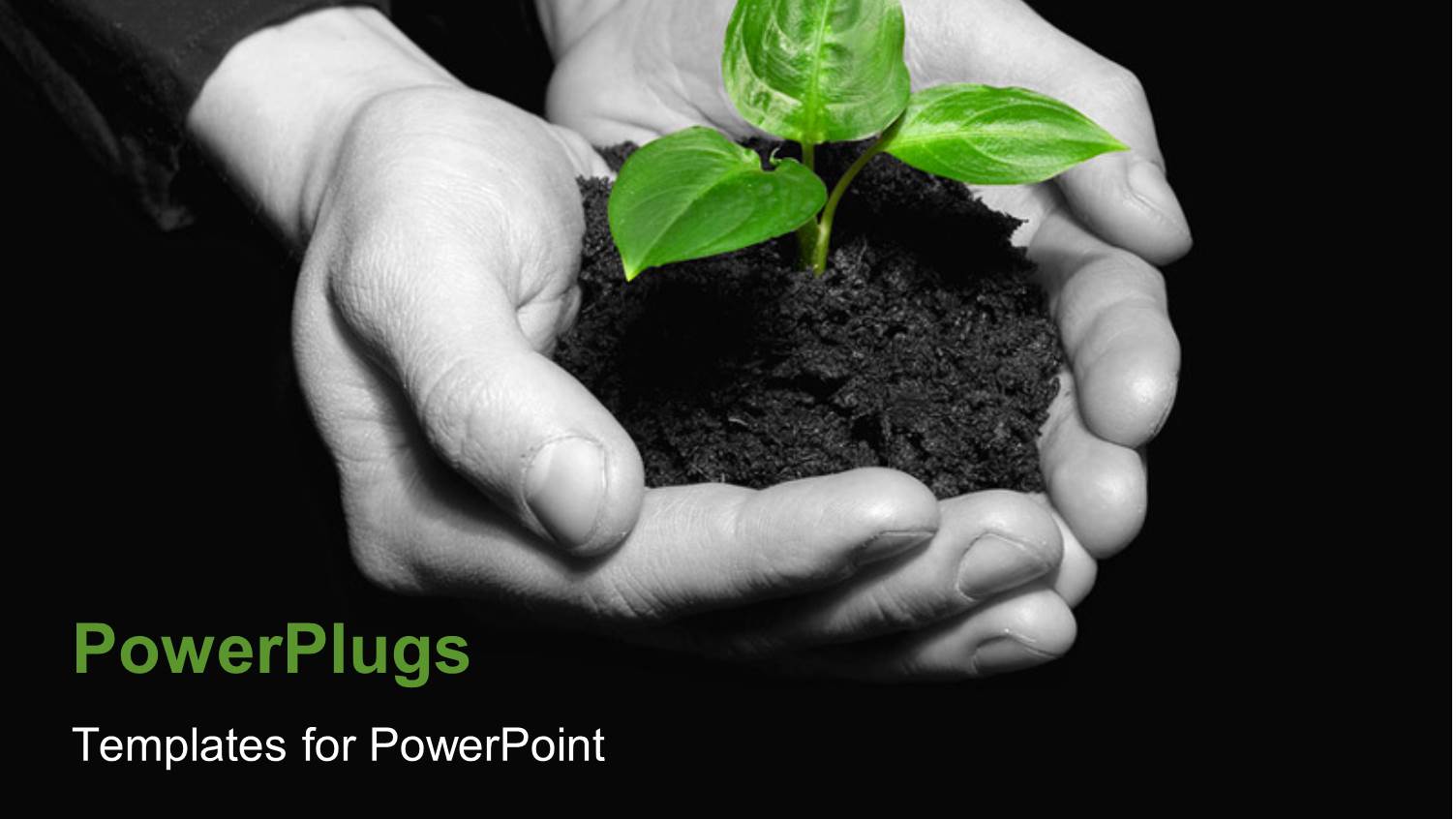 a Pair of Human Hands Holding a small Growing Plant