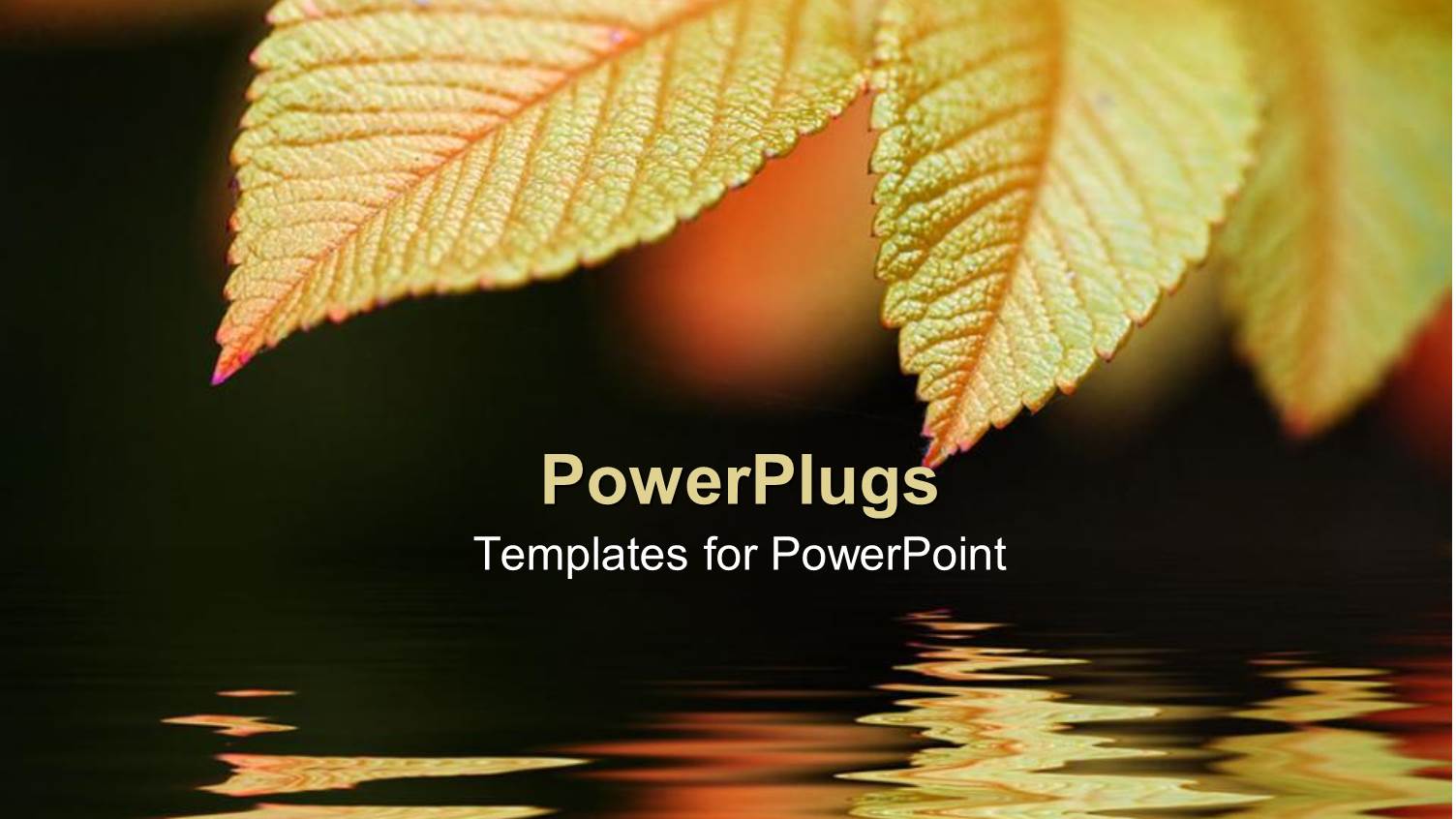 a Pair of Leaves with their Reflection in Water