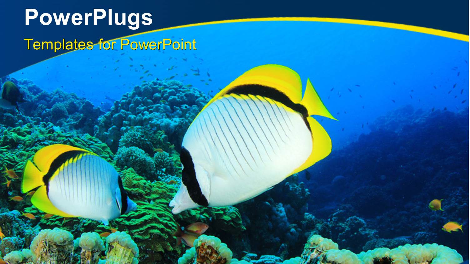 Pair of Lined Butterfly Fish on Reef with Curves in the Foreground