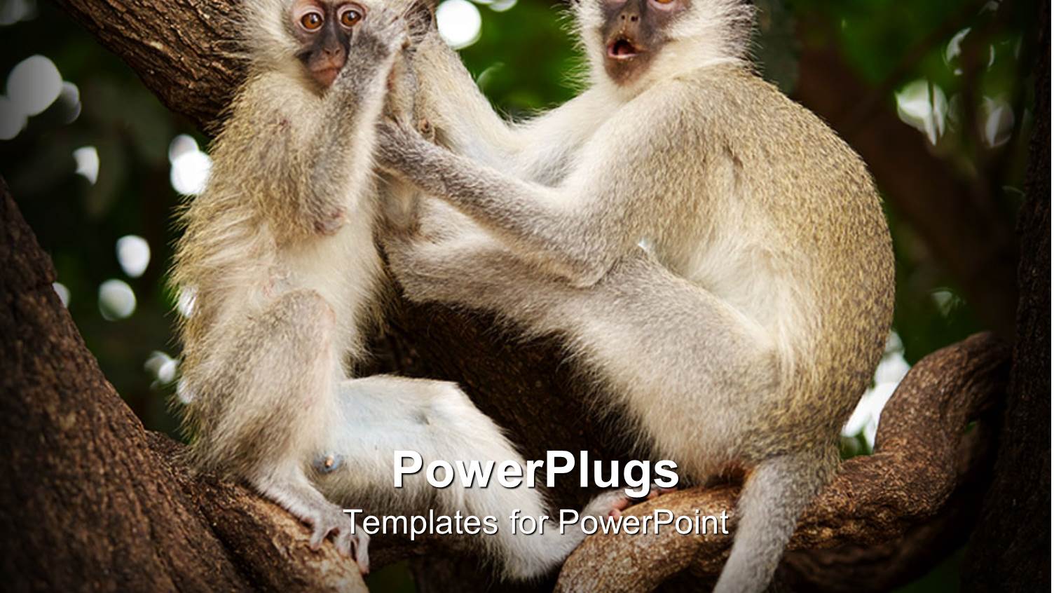 a Pair of Monkeys on a Tree