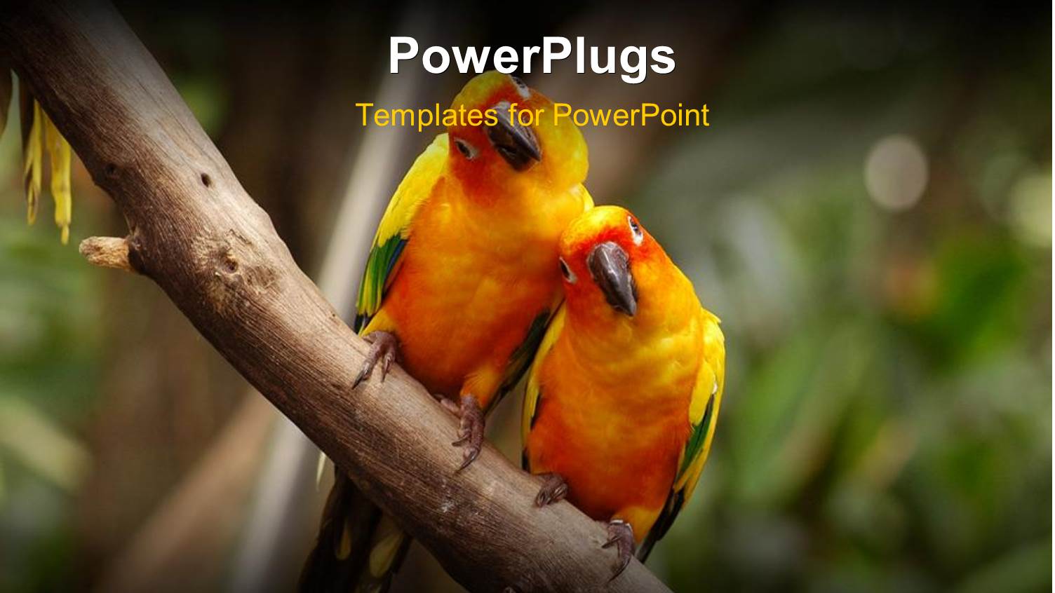 a Pair of Parrots with Blurred Background