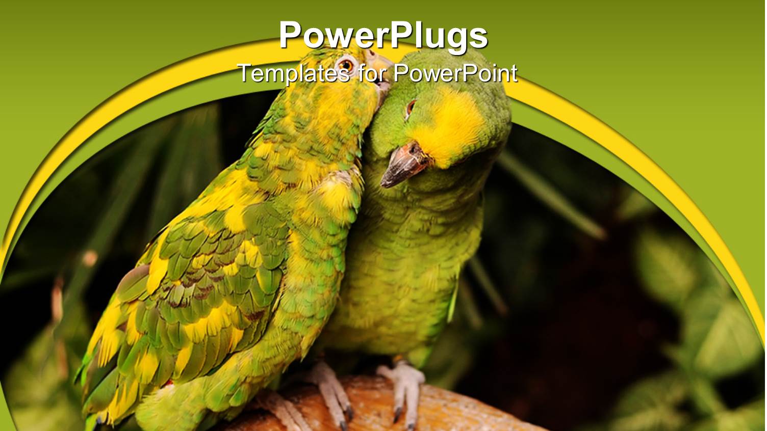 a Pair of Parrots with Green Background