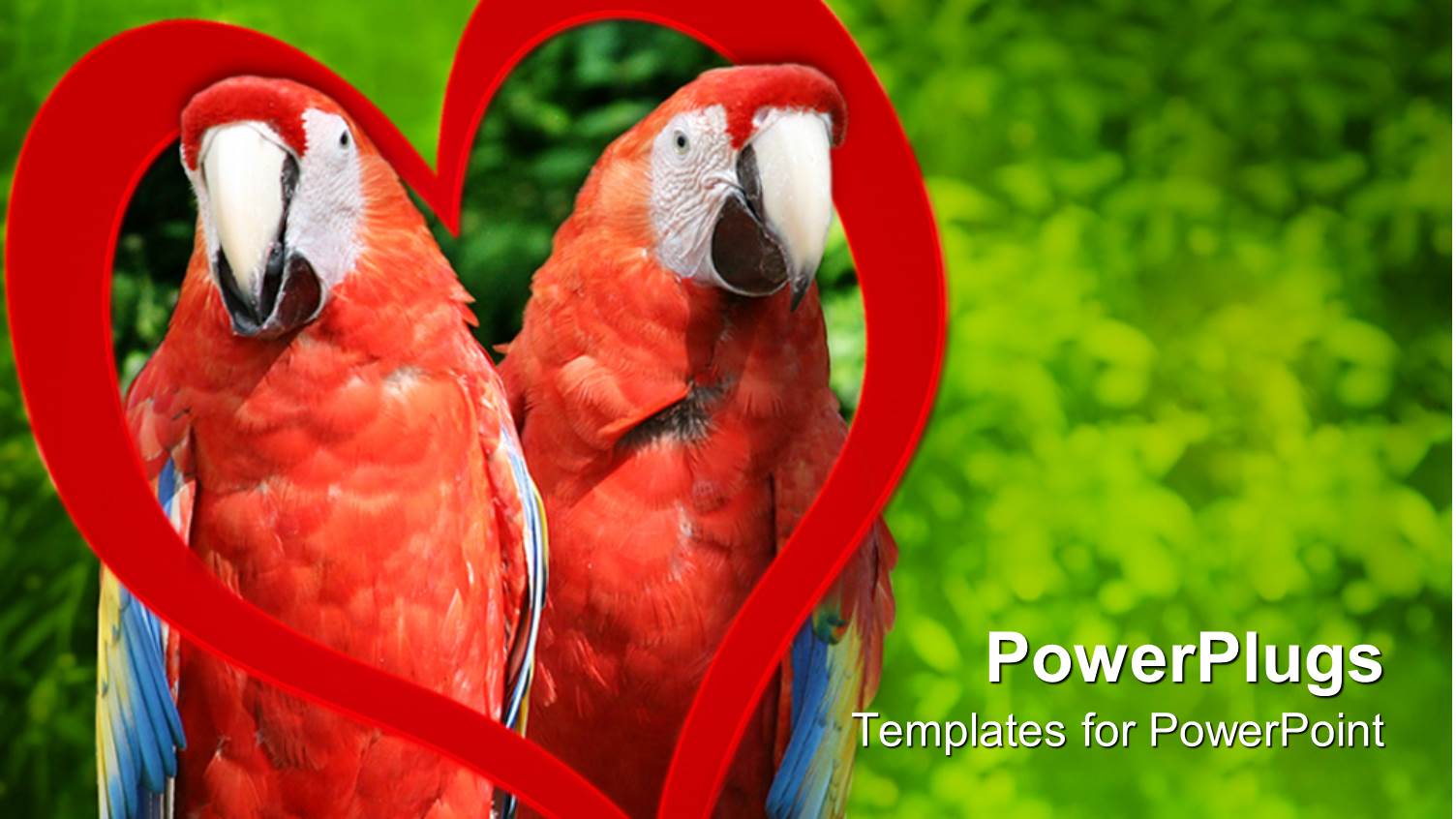 a Pair of Parrots with Green Background