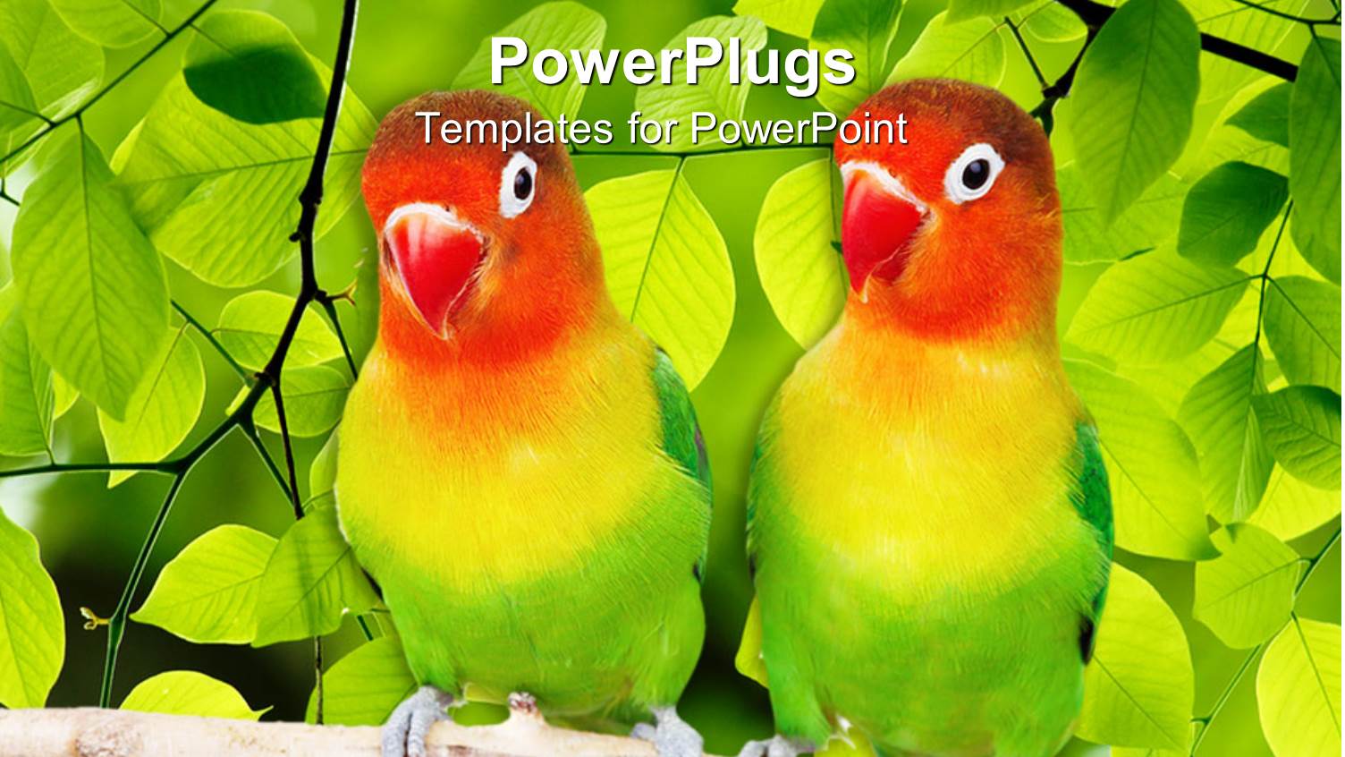 a Pair of Parrots with Leaves in the Background