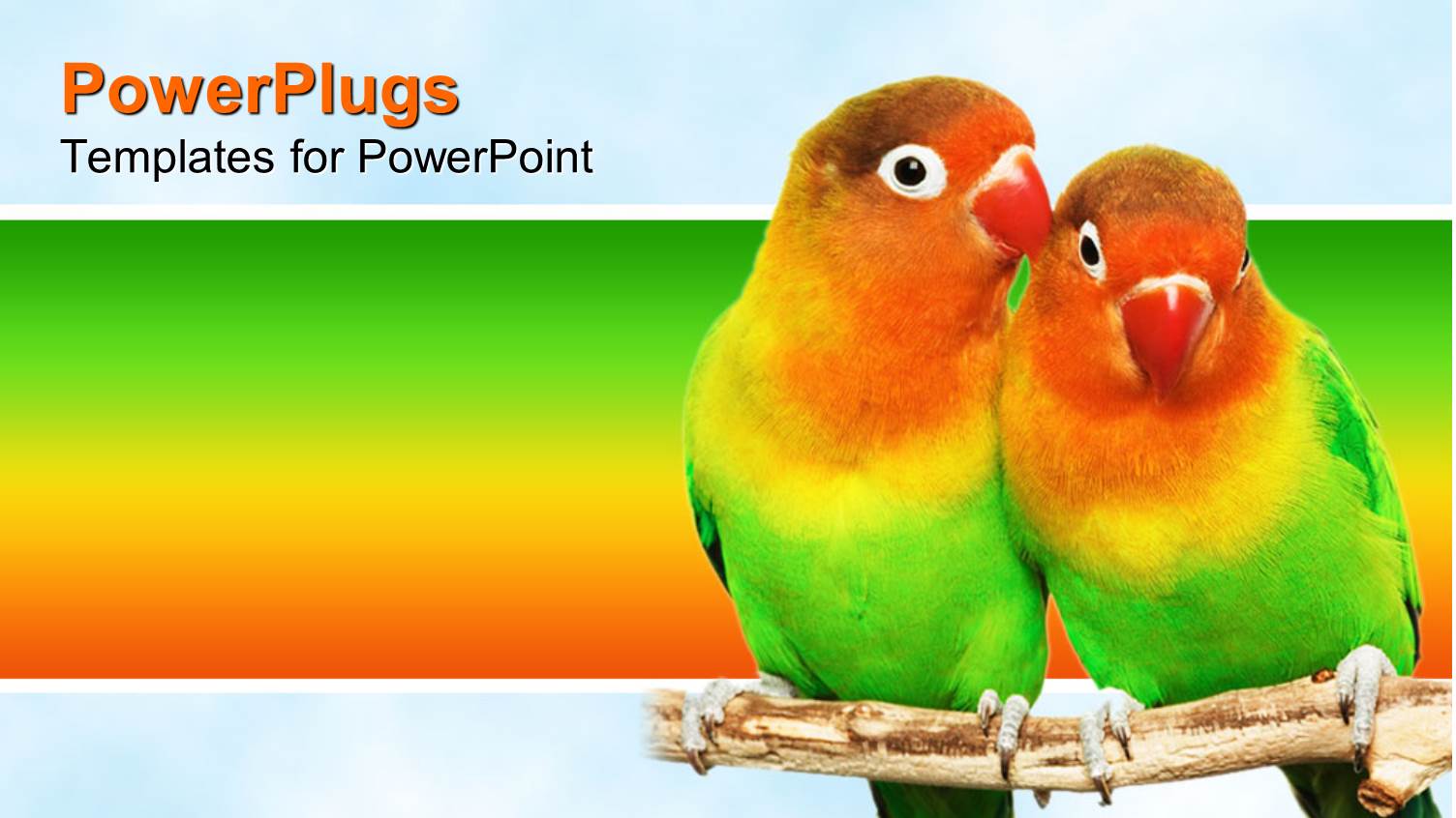 a Pair of Parrots with Multicolored Background