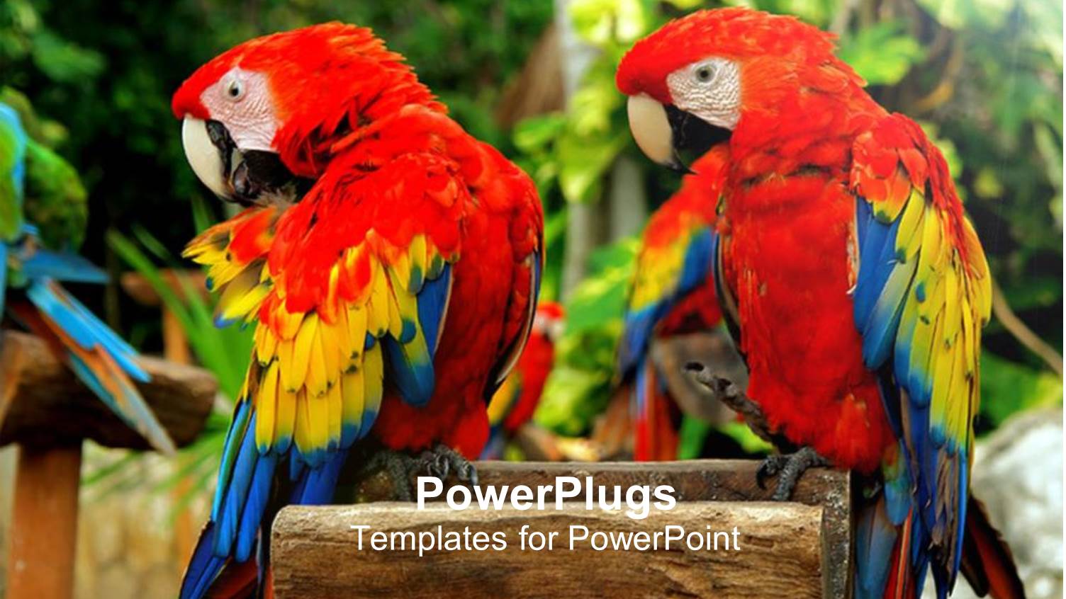 a Pair of Red Parrots with Greenery in the Background
