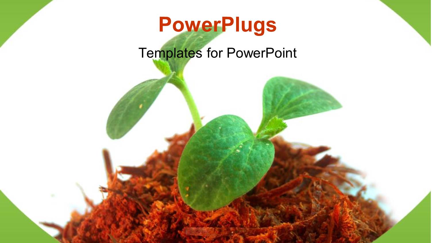 a Palnt with White Background and Place for Text