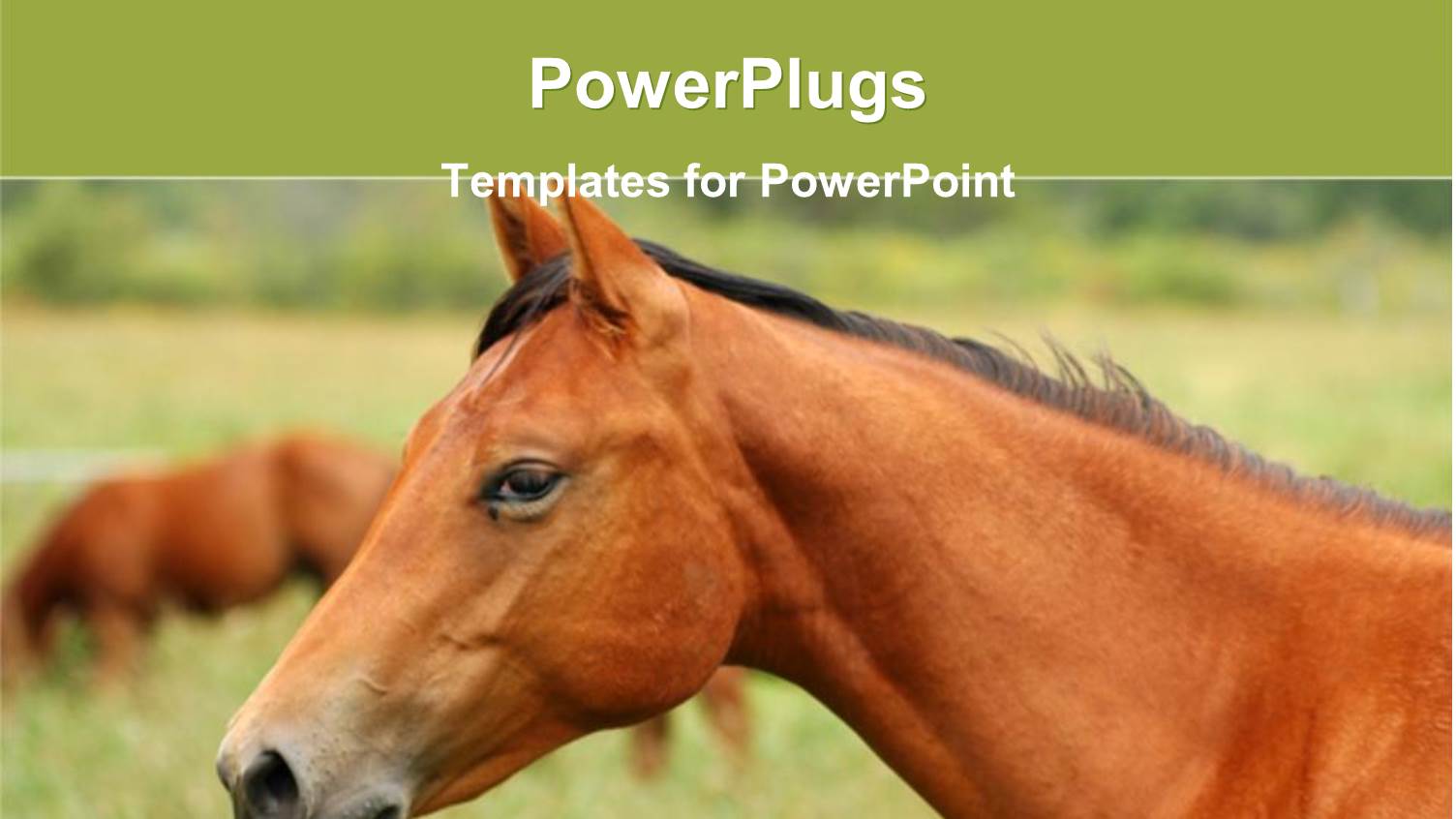 Partial View of an Adult Brown Colored Horse on a Grass Field