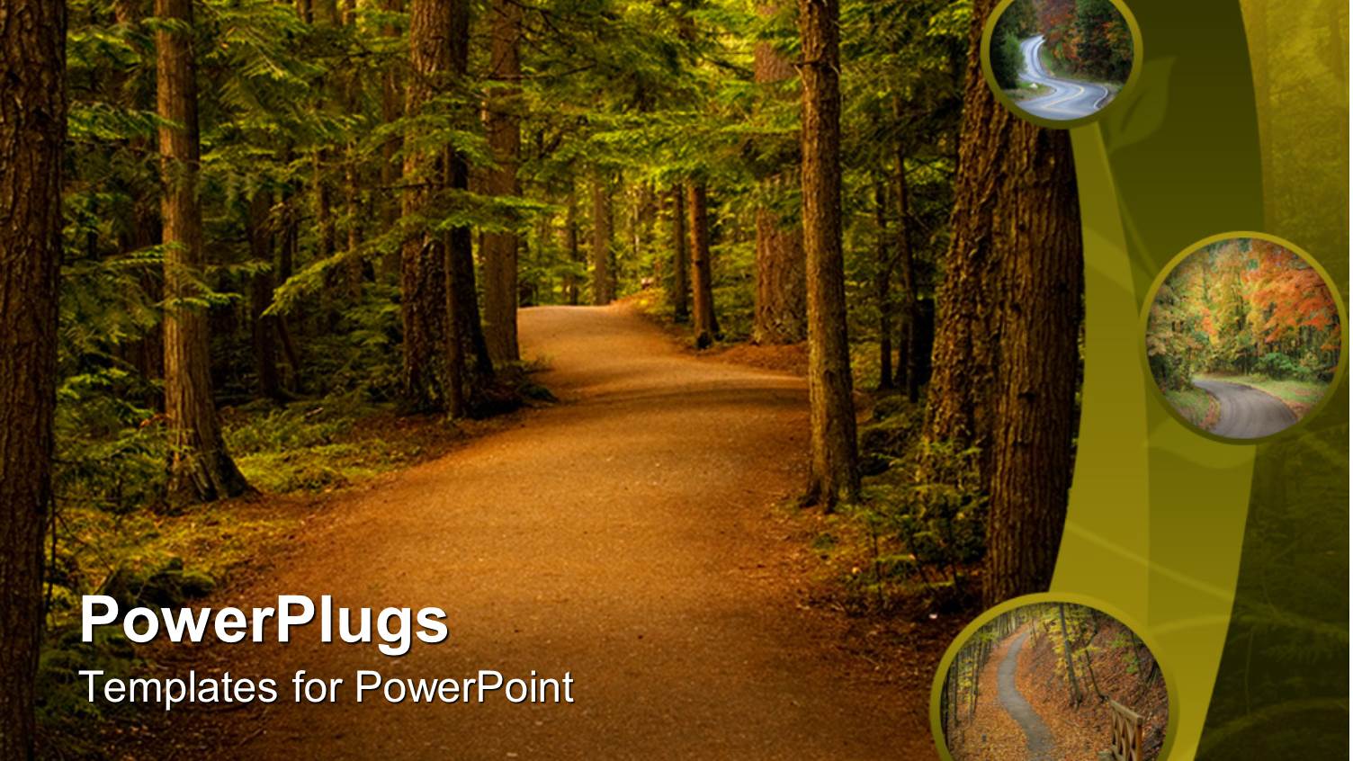 Peaceful Trail in the Forest Nature Background