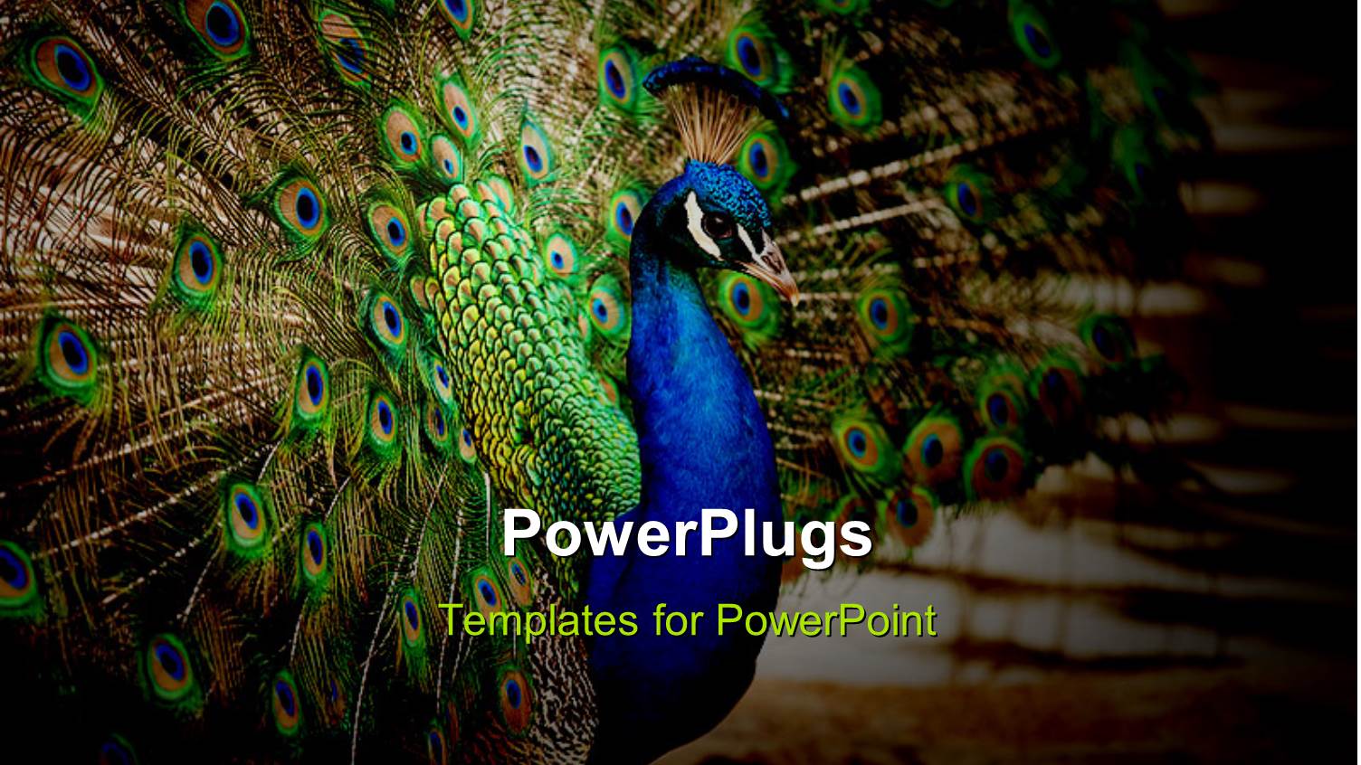 a Peacock with its Wings Open and Place for Text