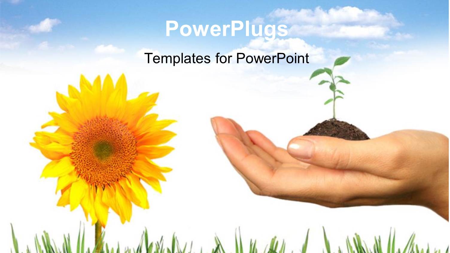 a Person with a Plant in his Hand and a Sunflower