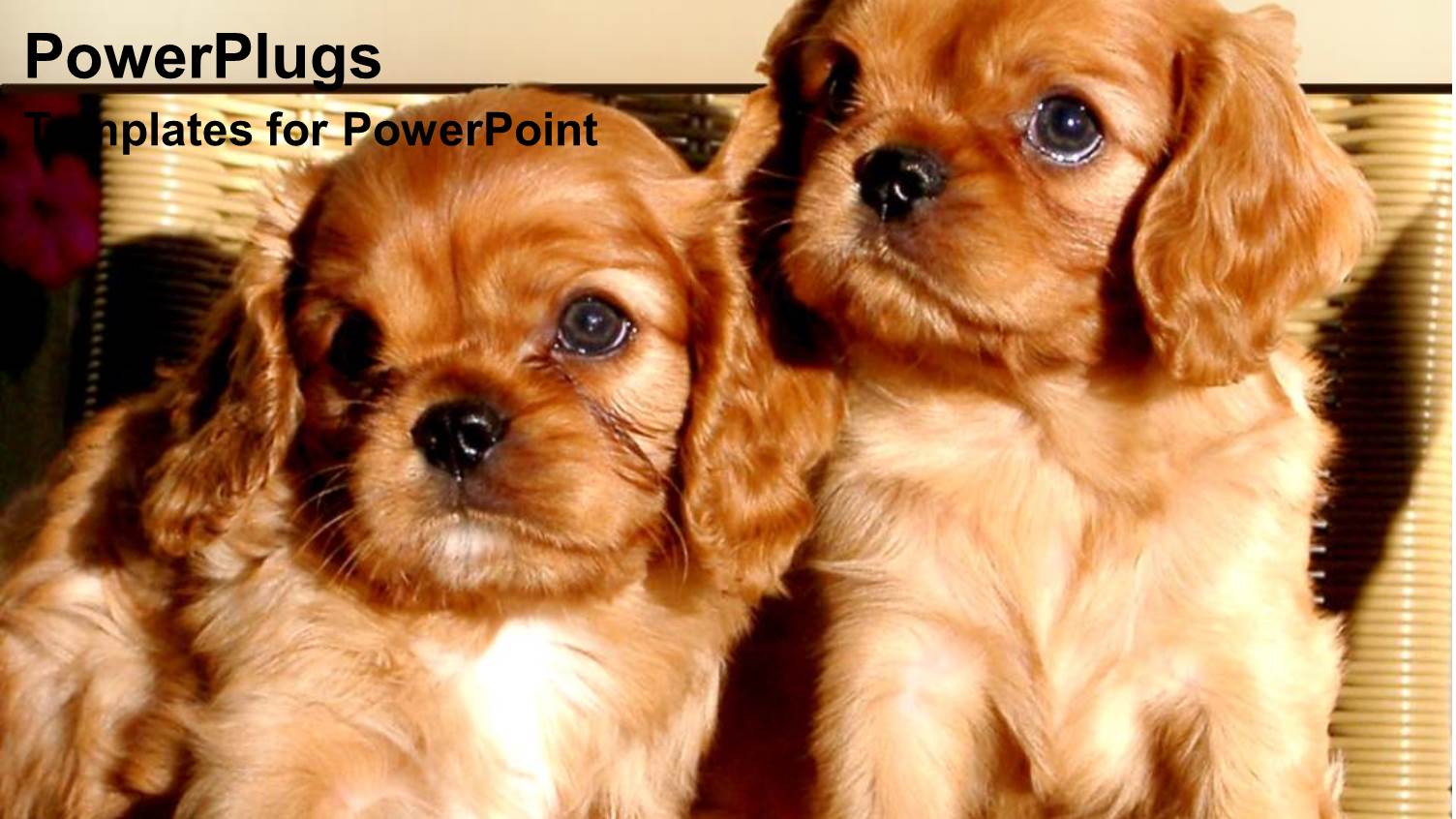 Picture of Two Brown Hairy Puppies with Cream Colored Blinds Behind