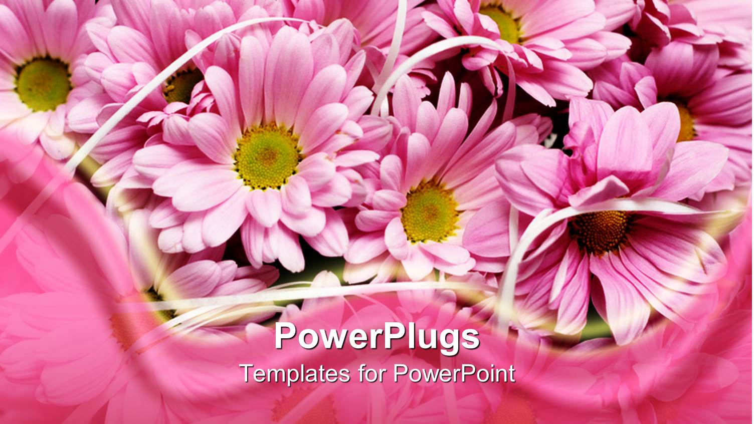 Pink Daisy Flowers with Pink Wave Border