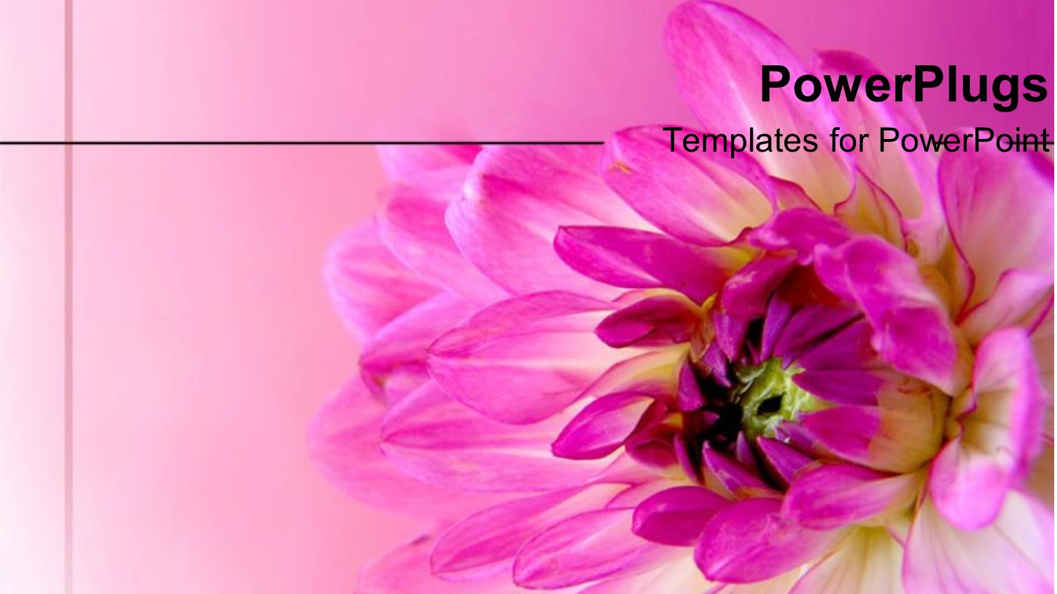 a Pink Flower Blossoming with its Reflection in the Background