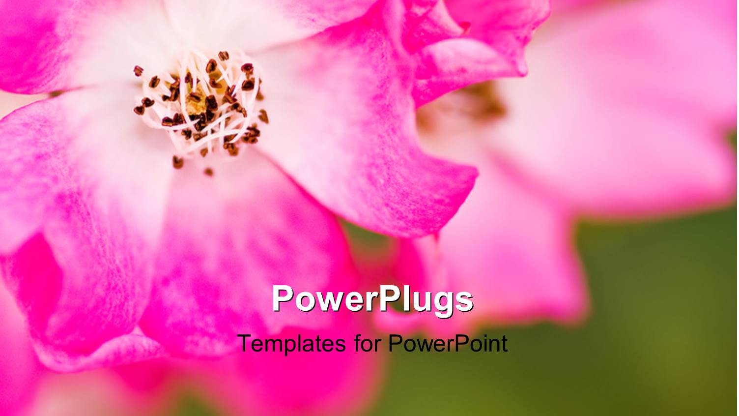 Pink Flower of Chrysanthemum with Green Garden