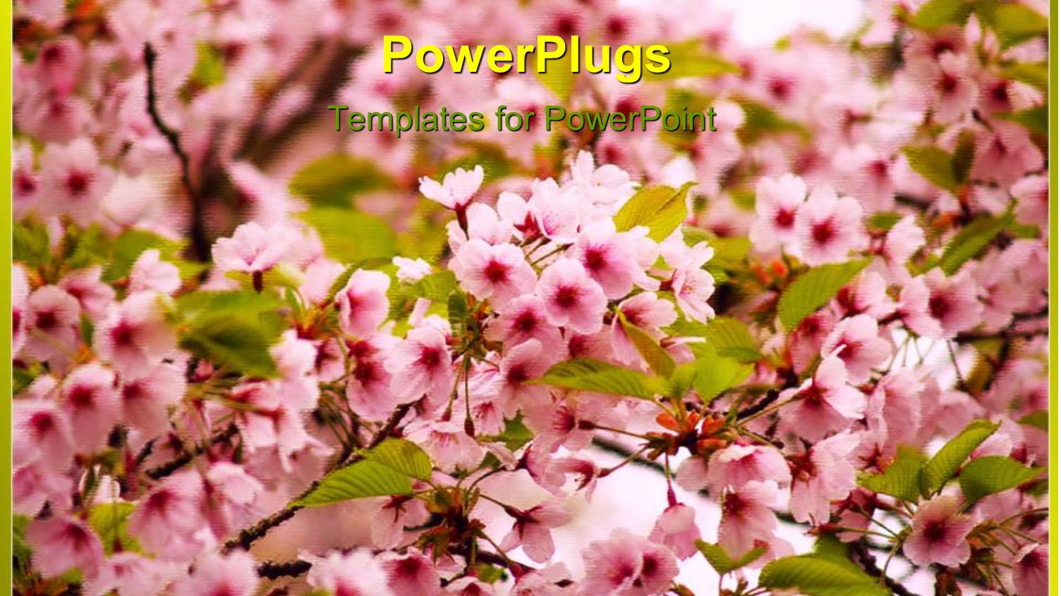 Pink Flowers on Blossoming Apple Tree with Green Leaves