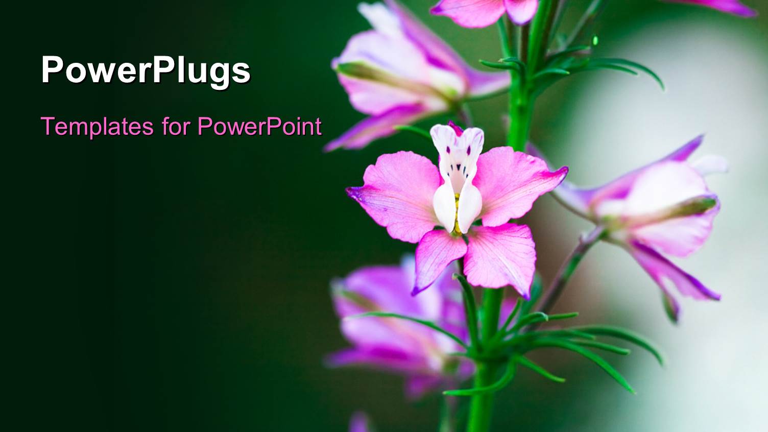 a Number of Colorful Flowers with Greenish Background