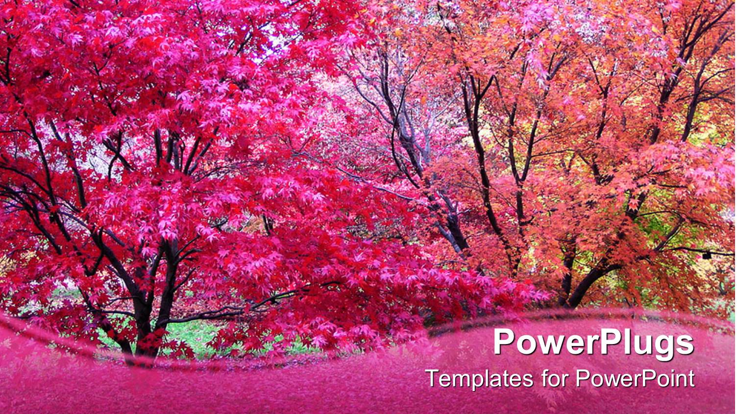 Pink Japanese Maple Trees in Fall Autumn Season with Pink Wave Border