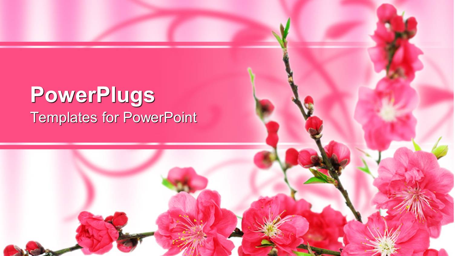 Pink Spring Cherry Tree Blossoms on Gradient Pink to White Background