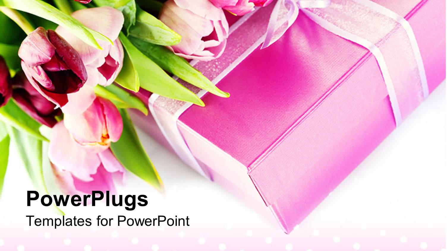Pink Tulips on Pink Gift Box with Ribbon on Polka Dot Background