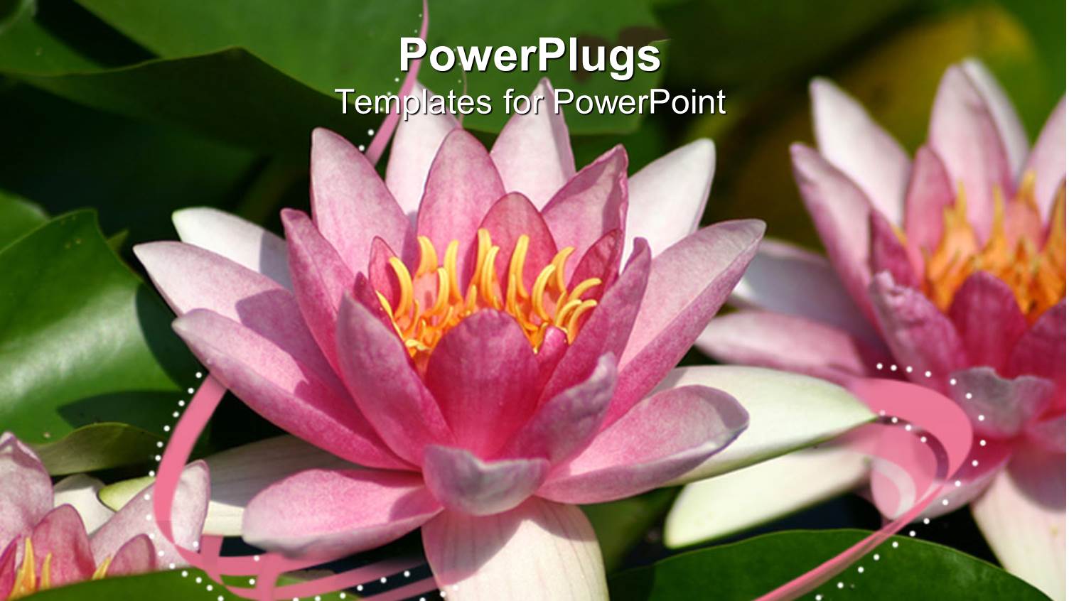 Pink Water Lily Flowers Close Up with Green Leaves