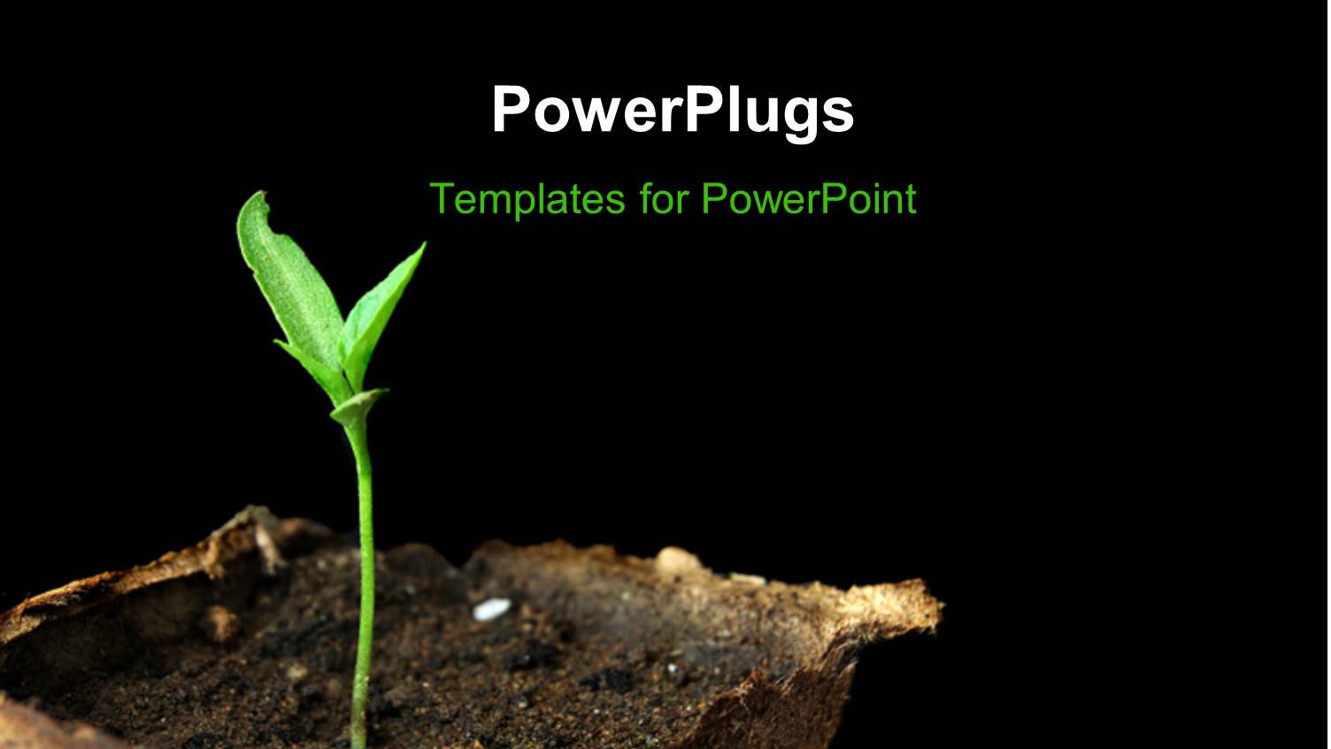 a Plant with a Dark Background