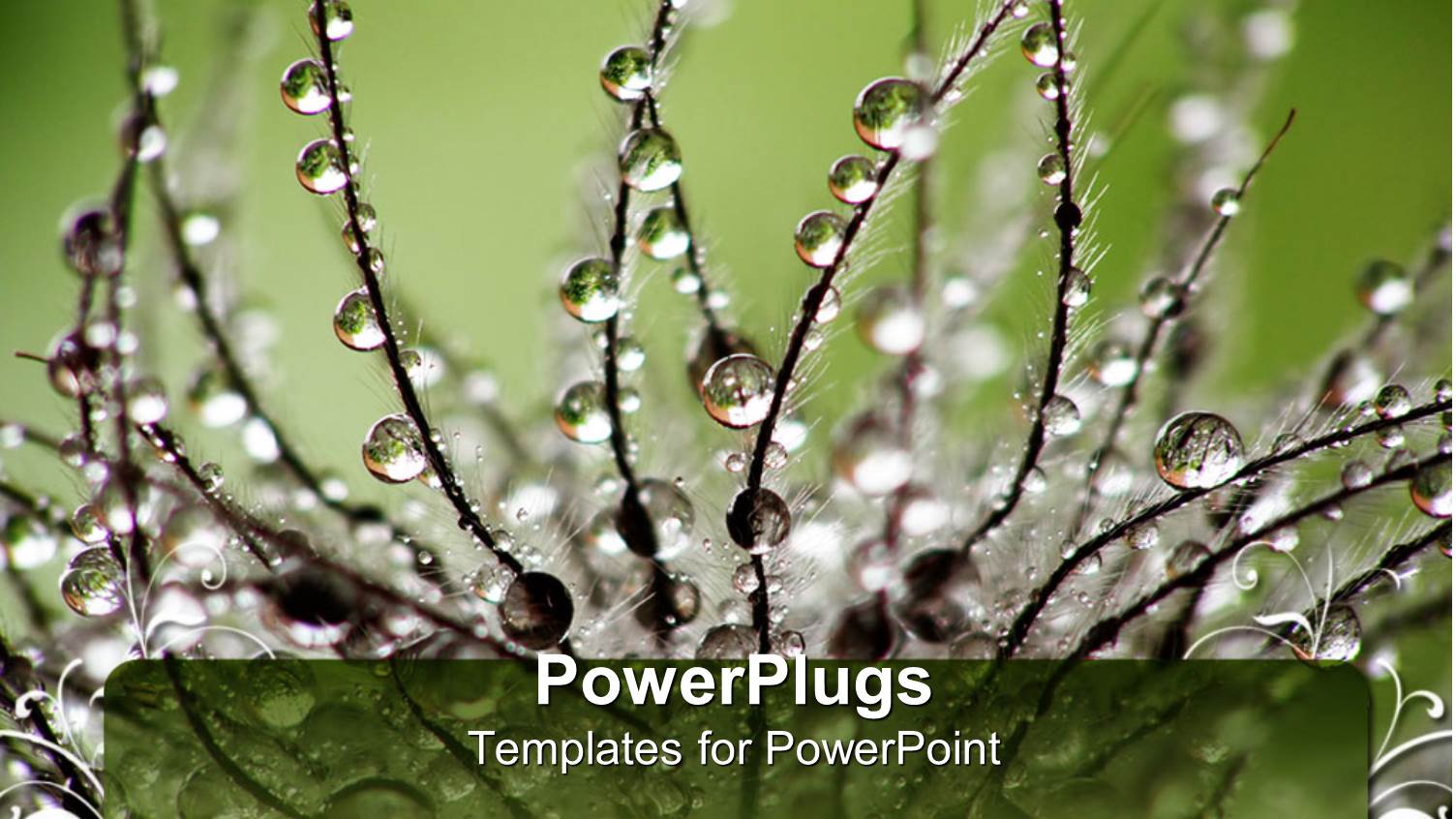 a Plant with Dew Drops and a Greenery in the Background