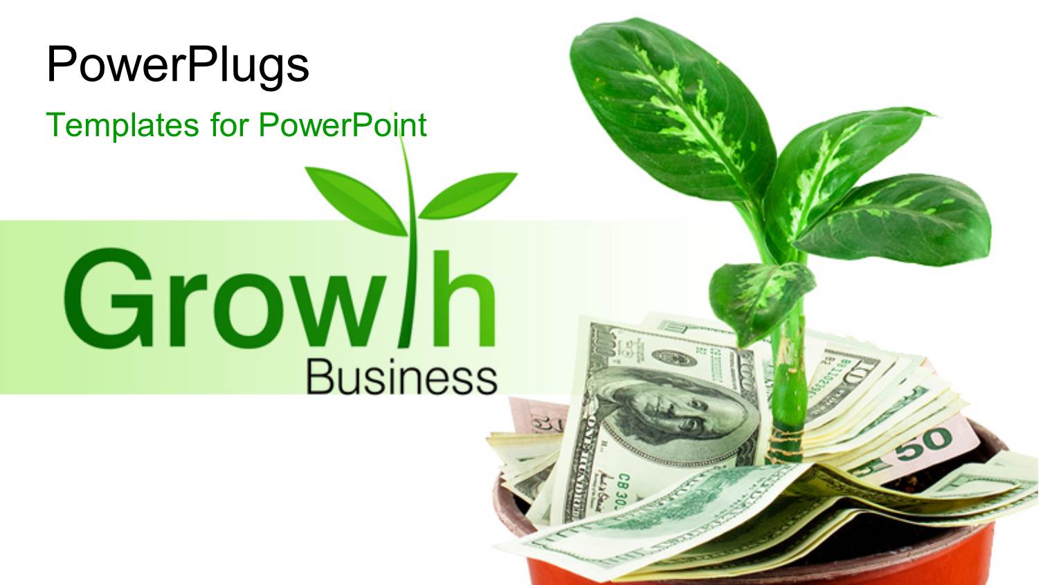 a Plant in the Pot with White Background and Place for Text